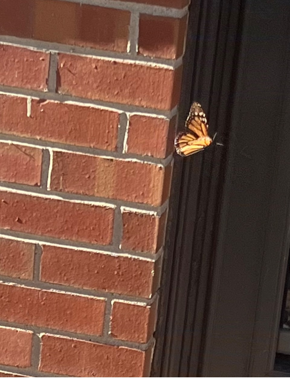 A monarch butterfly in front of a brick wall