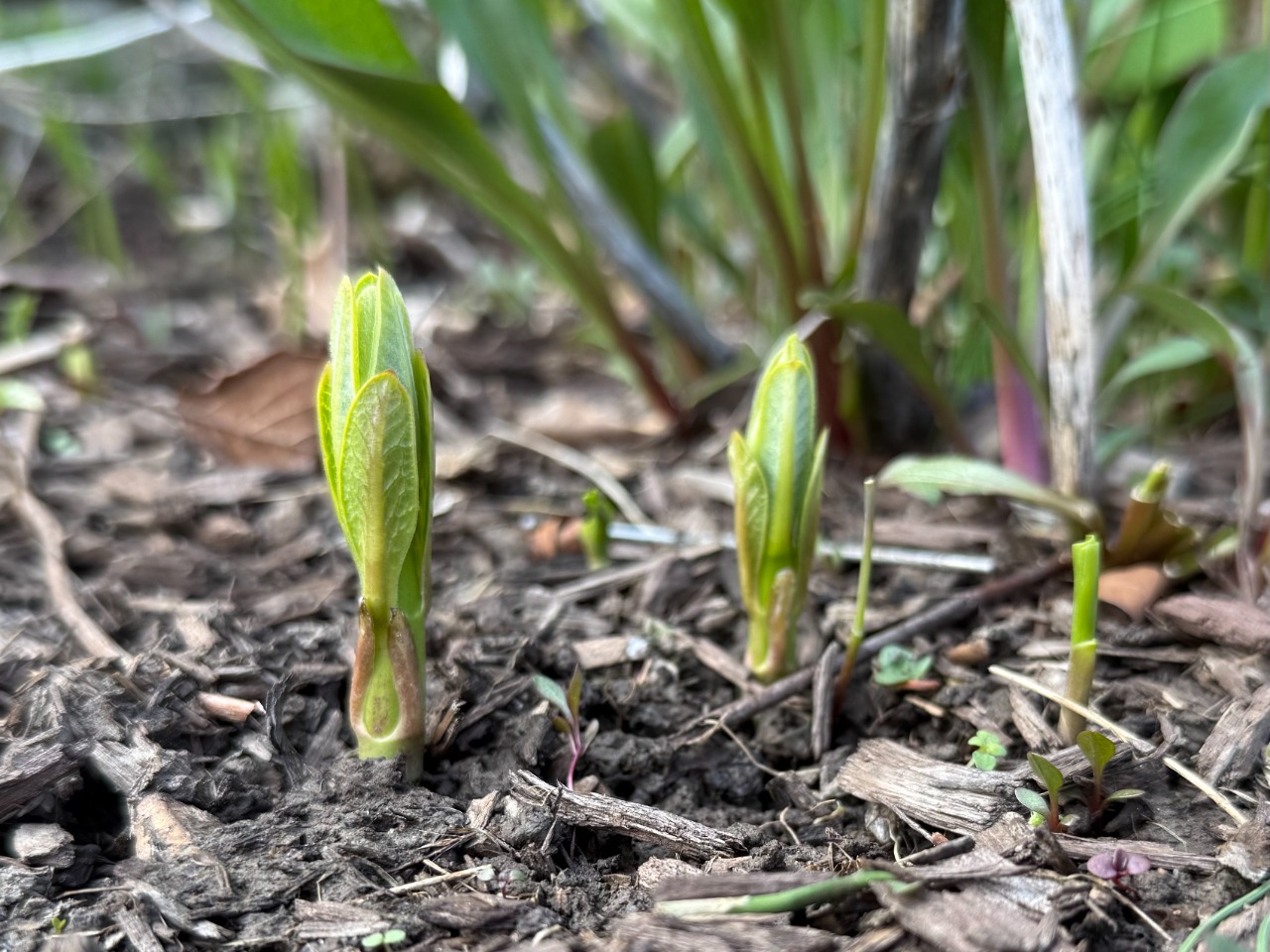 Two short, green milkweed shoots