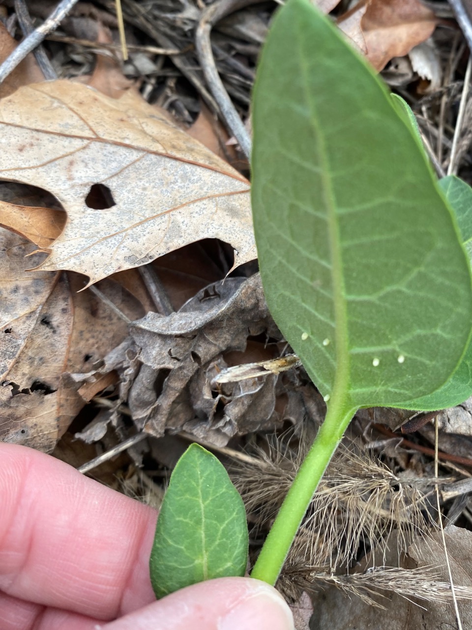 Eggs on the bottom of a milkweed leaf