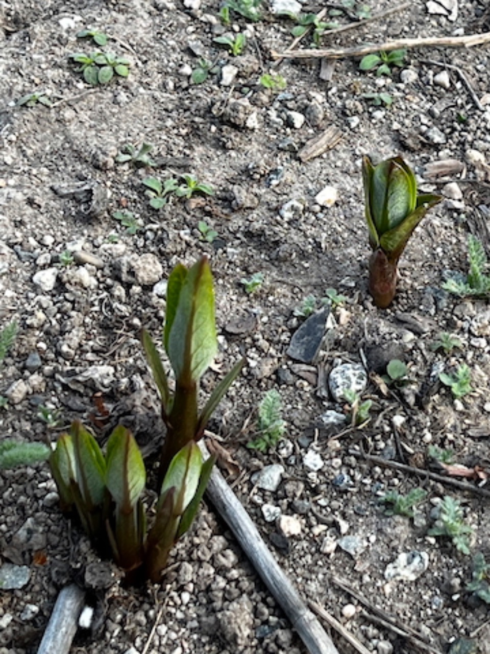 Milkweed poking through the ground