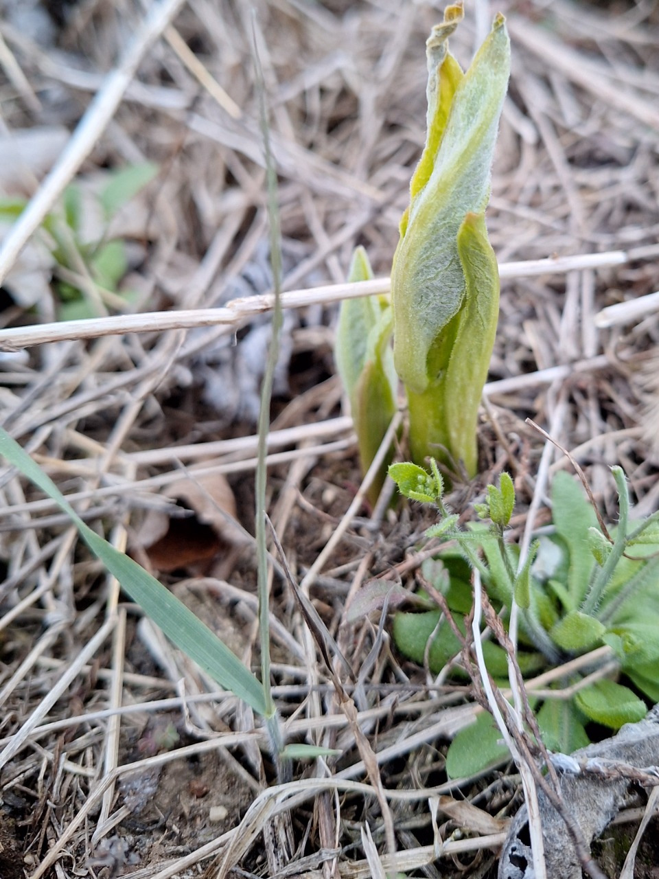 Short milkweed stems