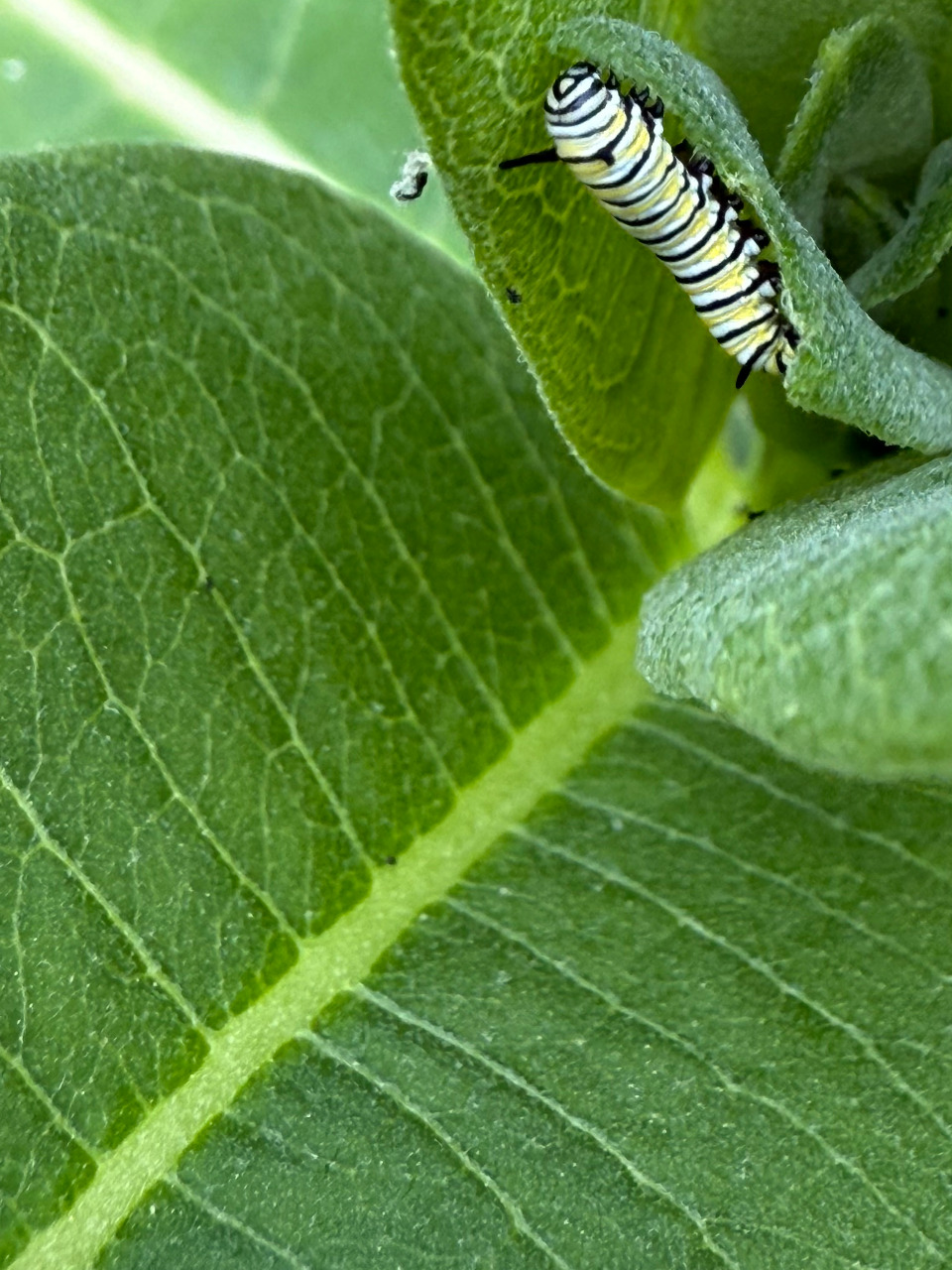 A monarch caterpillar on a milkweed leaf