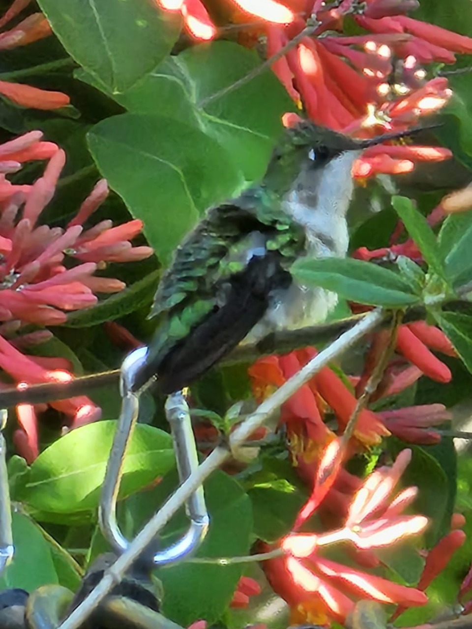 A vertical photo of a hummingbird in a honeysuckle tree