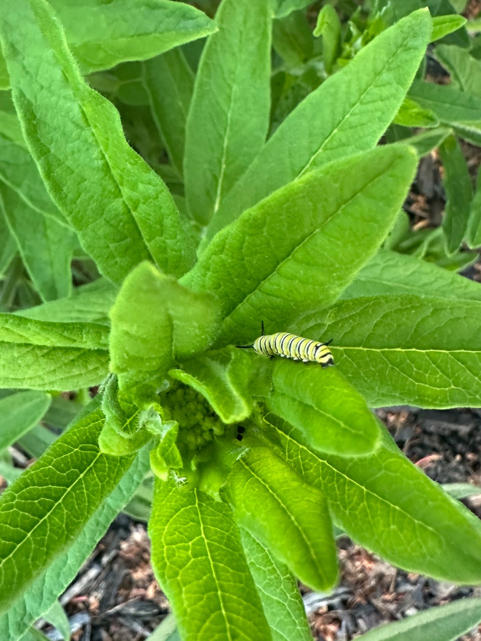 A monarch caterpillar in the middle of a butterflyweed, photographed from above