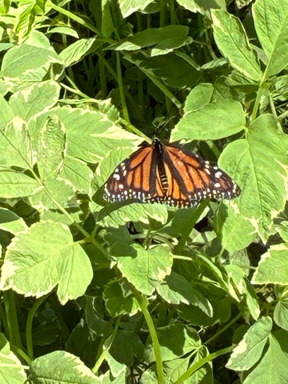 A monarch butterfly on green leaves