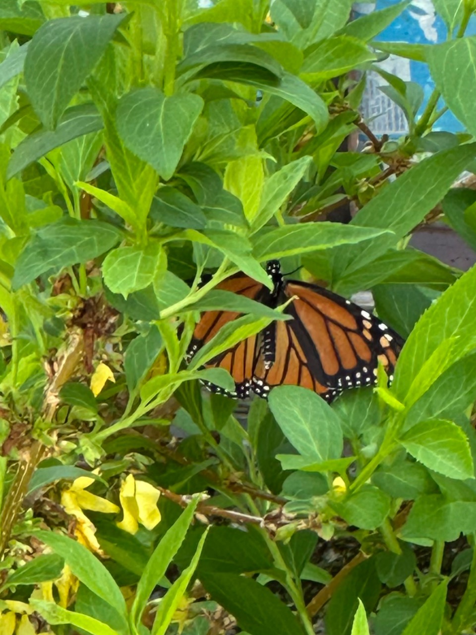 A monarch butterfly peeking out from green leaves