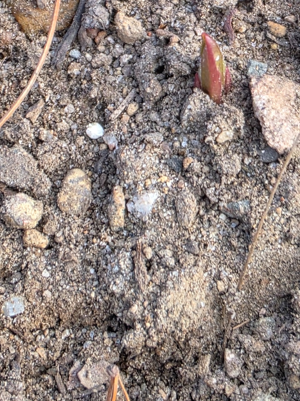 Milkweed poking through the dirt