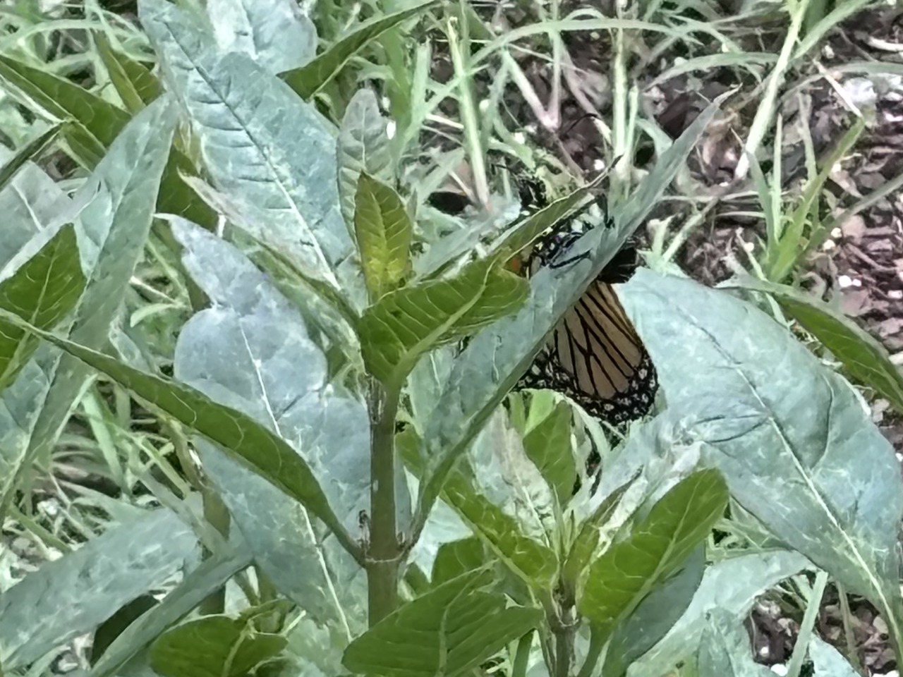 A monarch adult on a milkweed