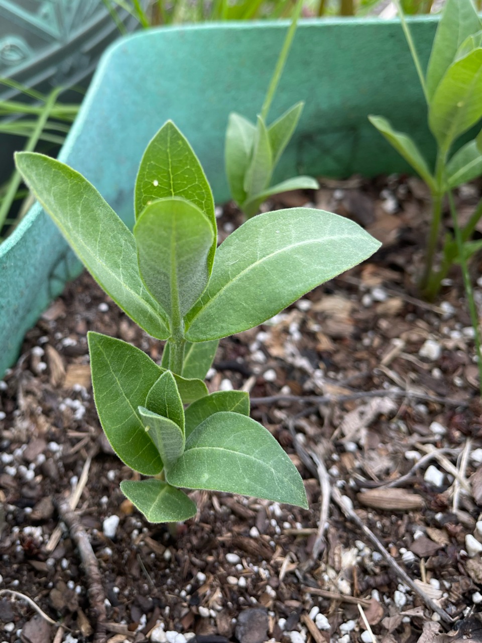 Monarch eggs on a milkweed plant