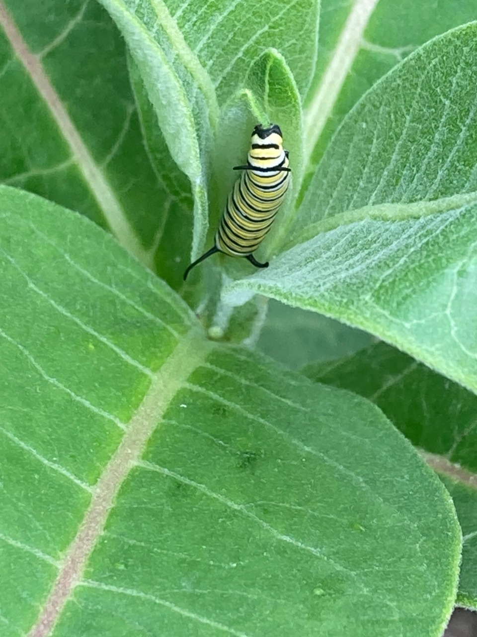 A monarch caterpillar on a milkweed leaf
