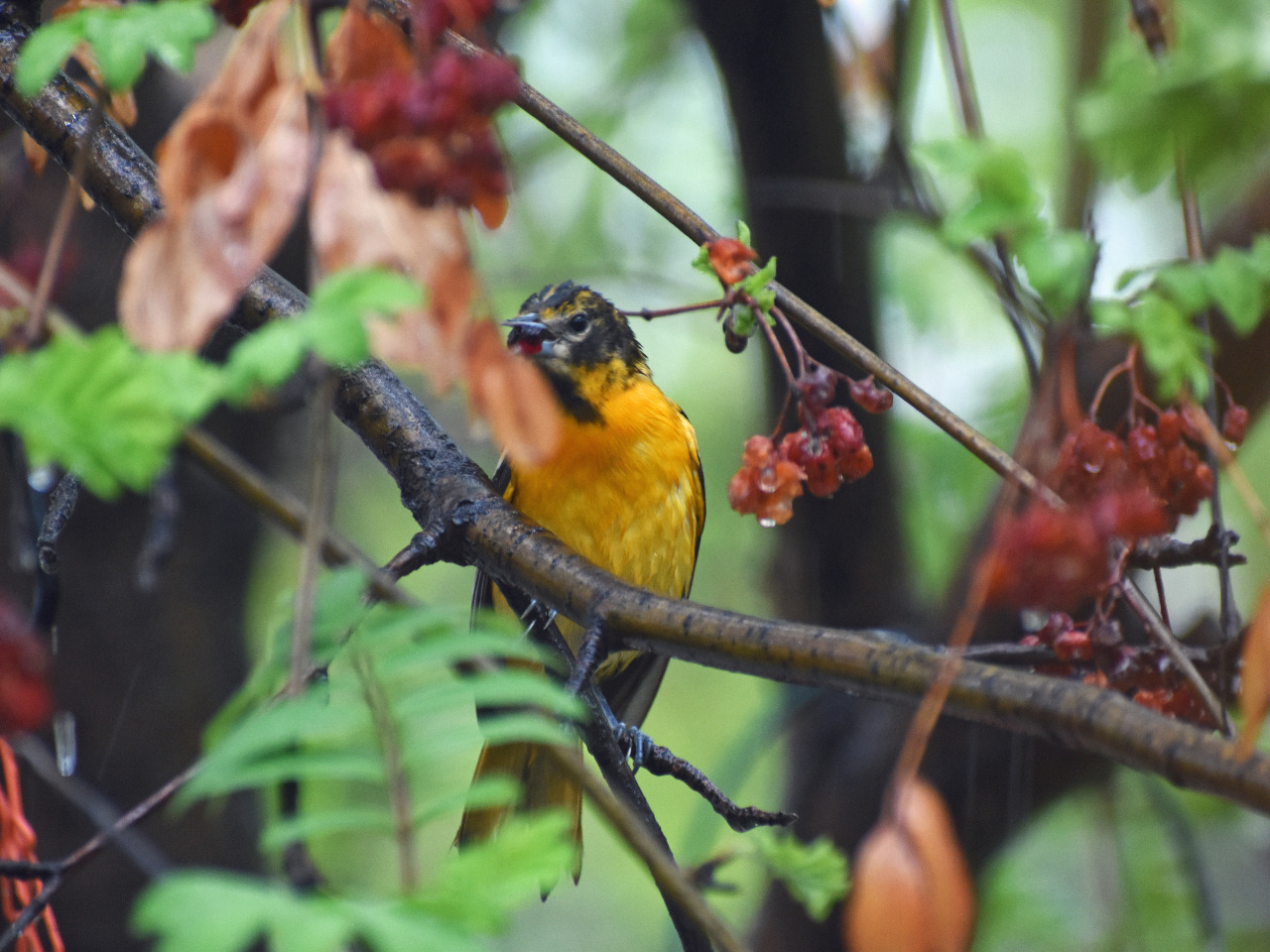 An oriole in a fruit tree