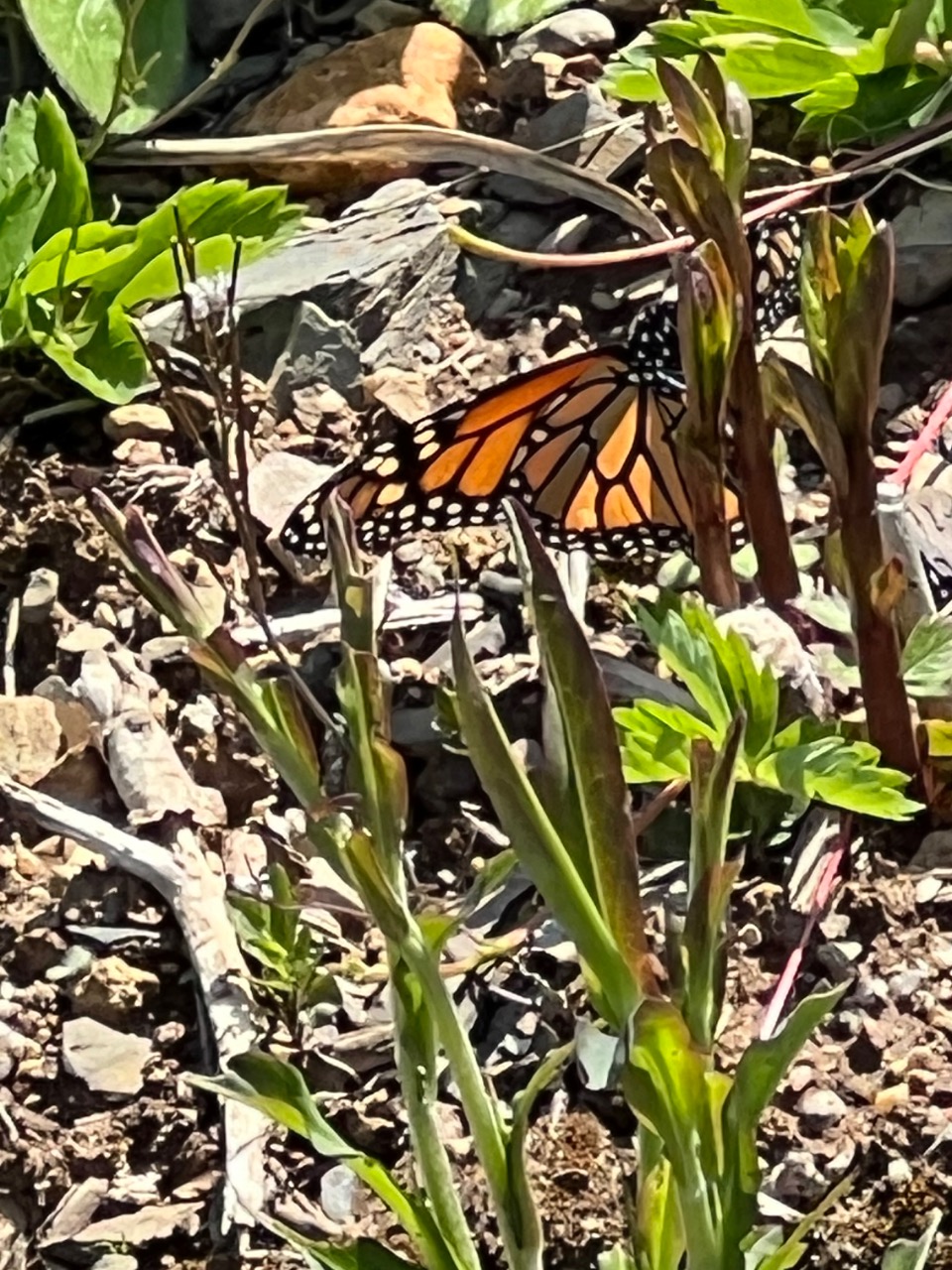 A monarch butterfly facing the camera, on a milkweed plant