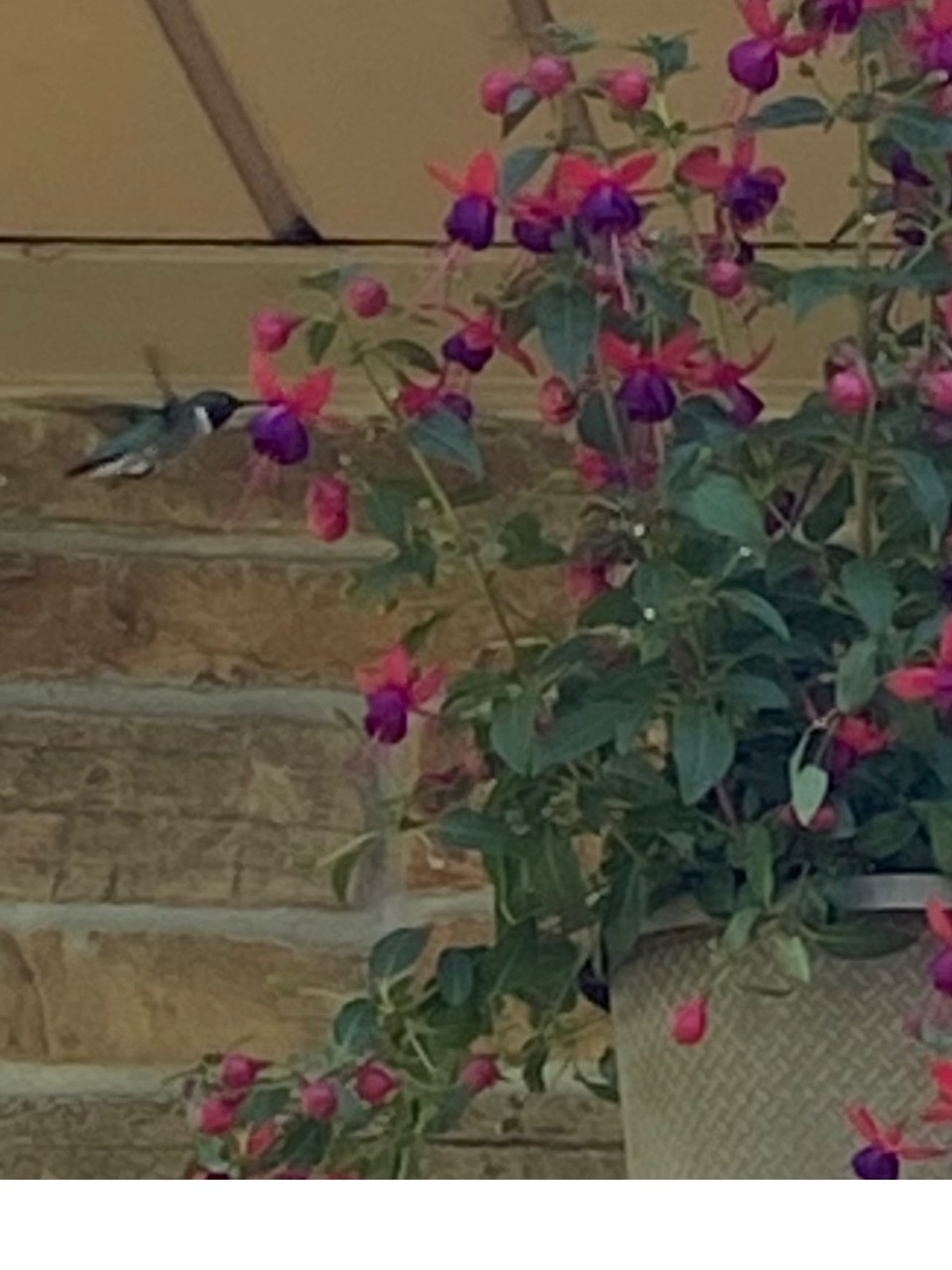 A hummingbird visiting a fuchsia plant