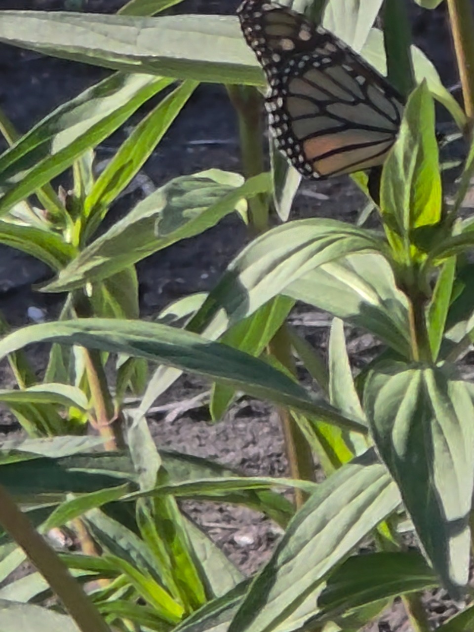 A monarch butterfly on milkweed