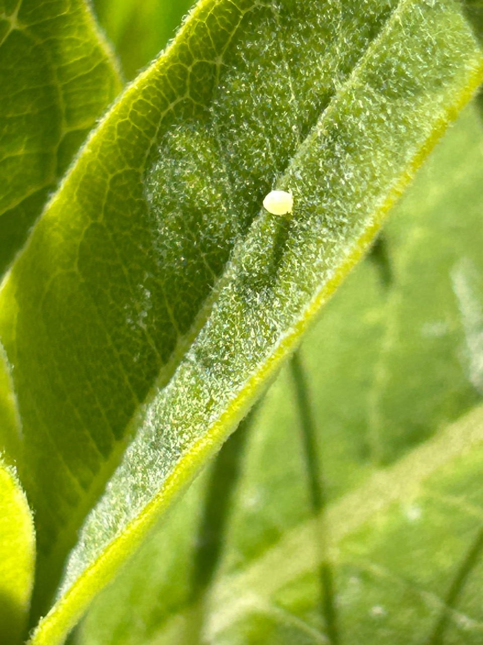 A monarch egg on the top side of a milkweed leaf