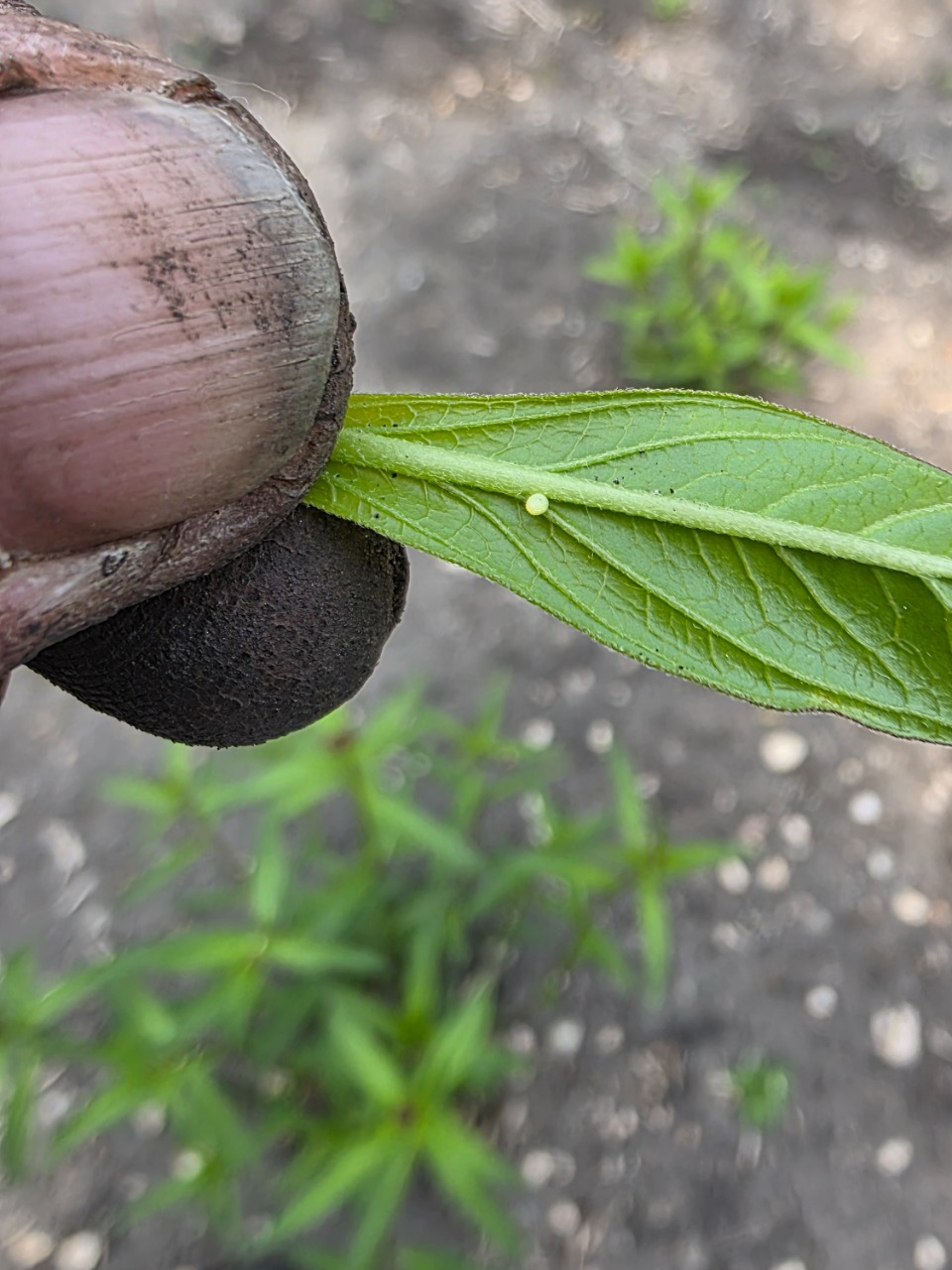 A monarch egg on a leaf of milkweed being held between a person's thumb and finger