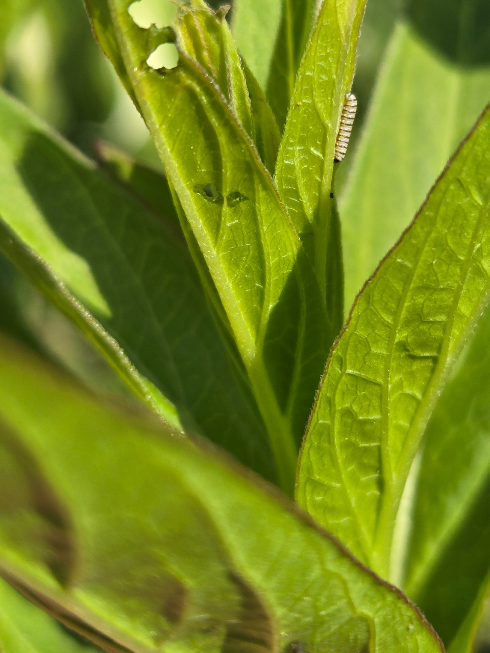 A monarch caterpillar near the top of the photo in a dense, chewed up milkweed plant