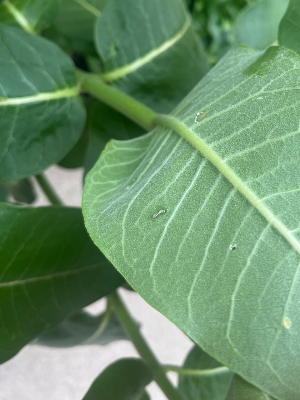 A tiny monarch caterpillar on a milkweed leaf