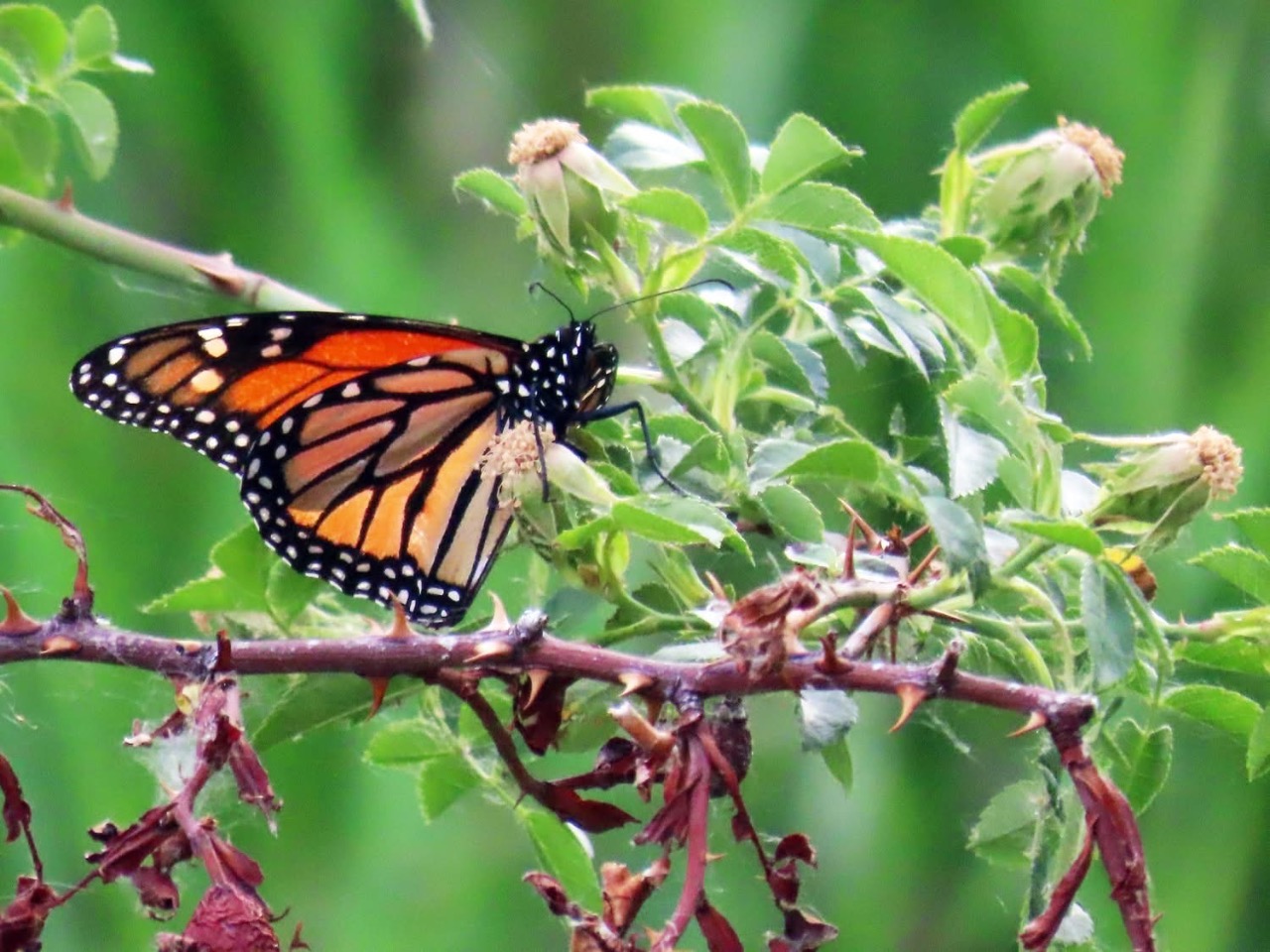 A monarch butterfly on a flowering plant with a branch nearby