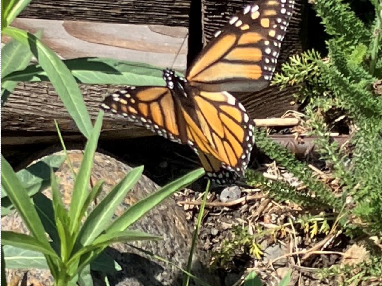 A monarch butterfly spreading its wings