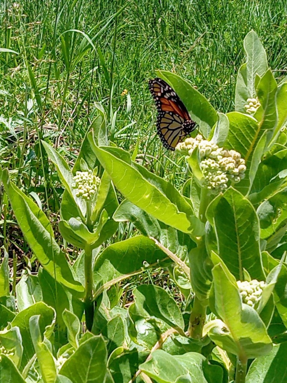 A monarch on milkweed