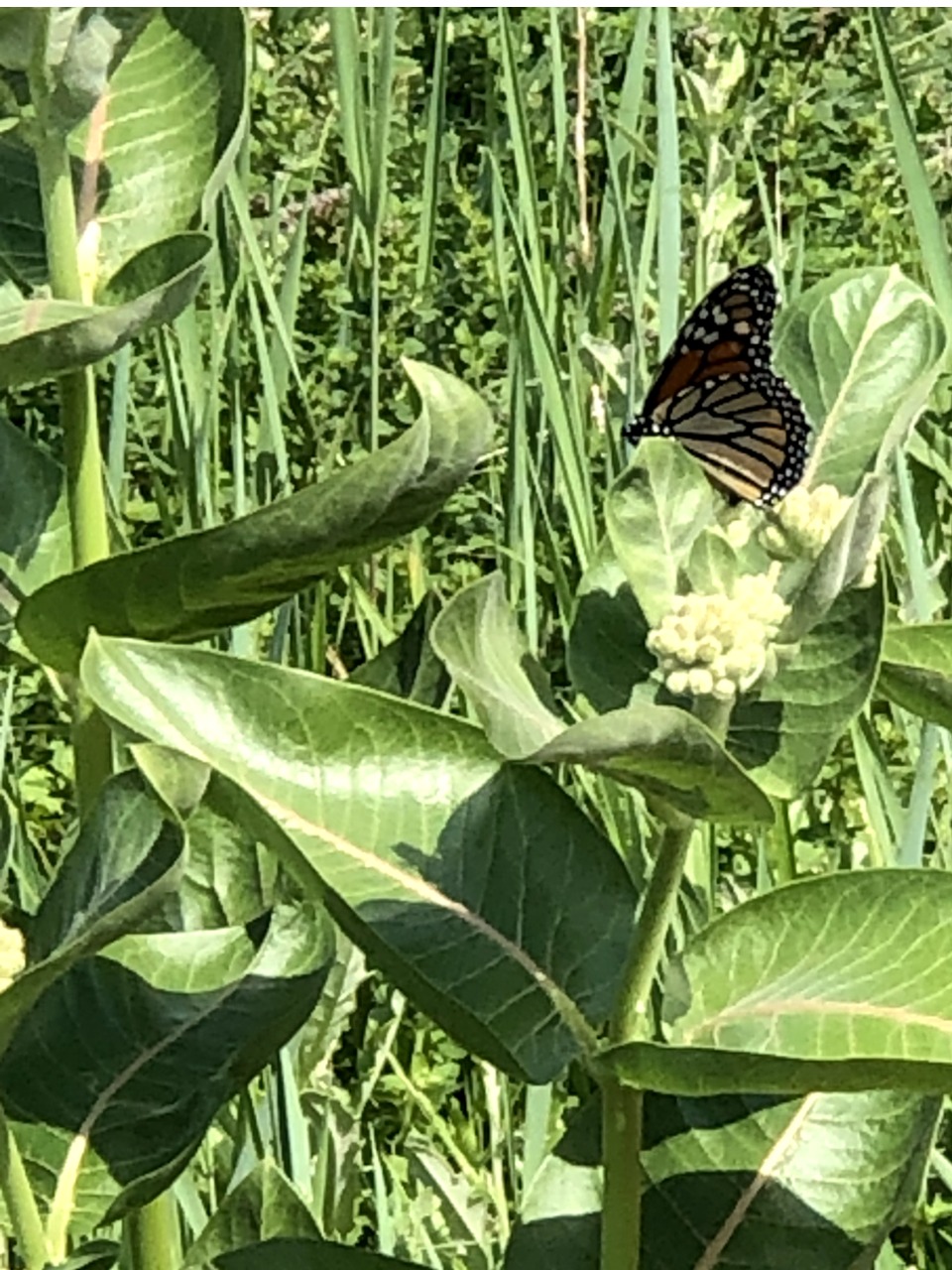 A monarch adult on milkweed