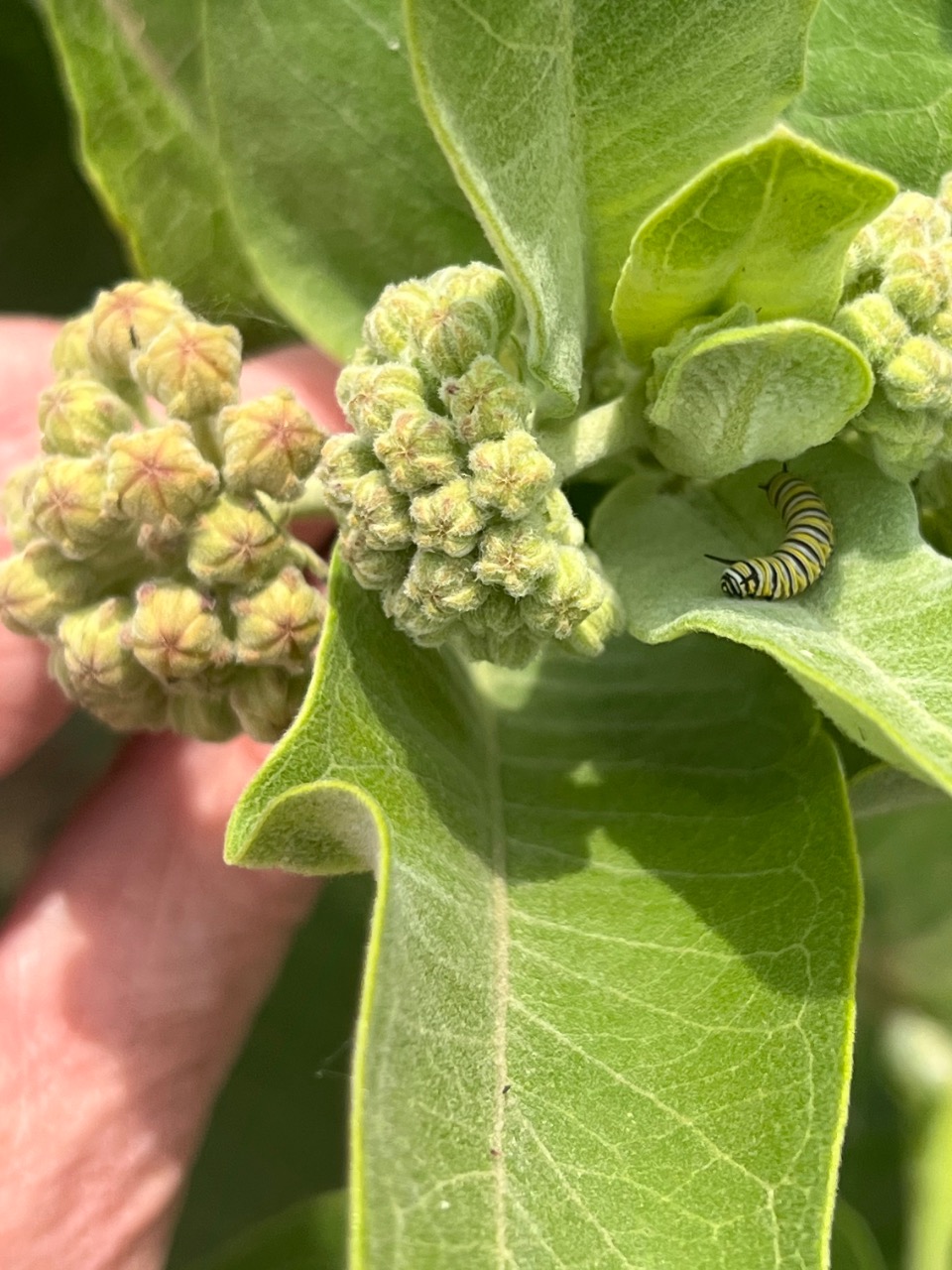 A monarch caterpillar on milkweed