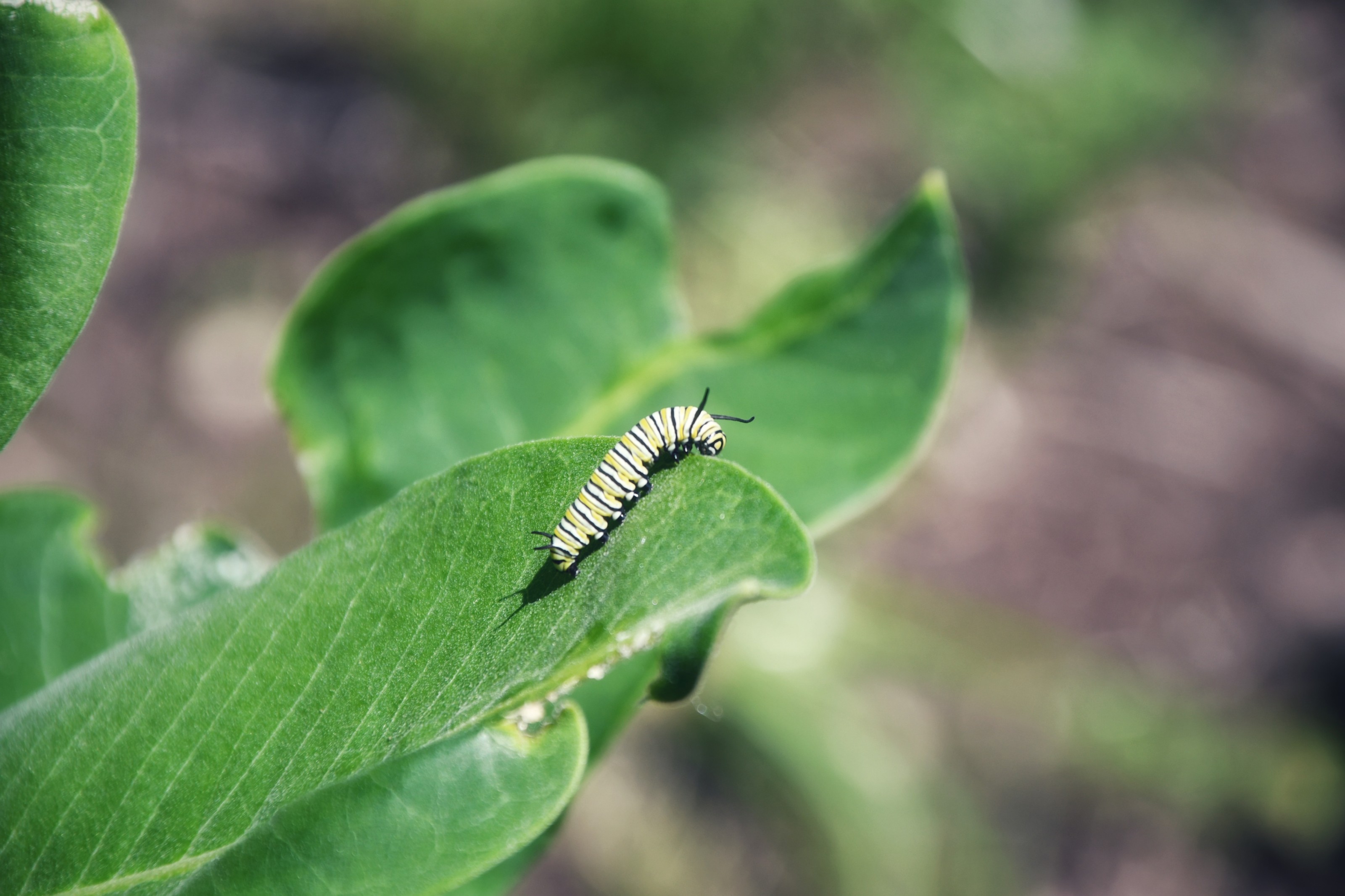 A monarch caterpillar on the edge of a milkweed leaf