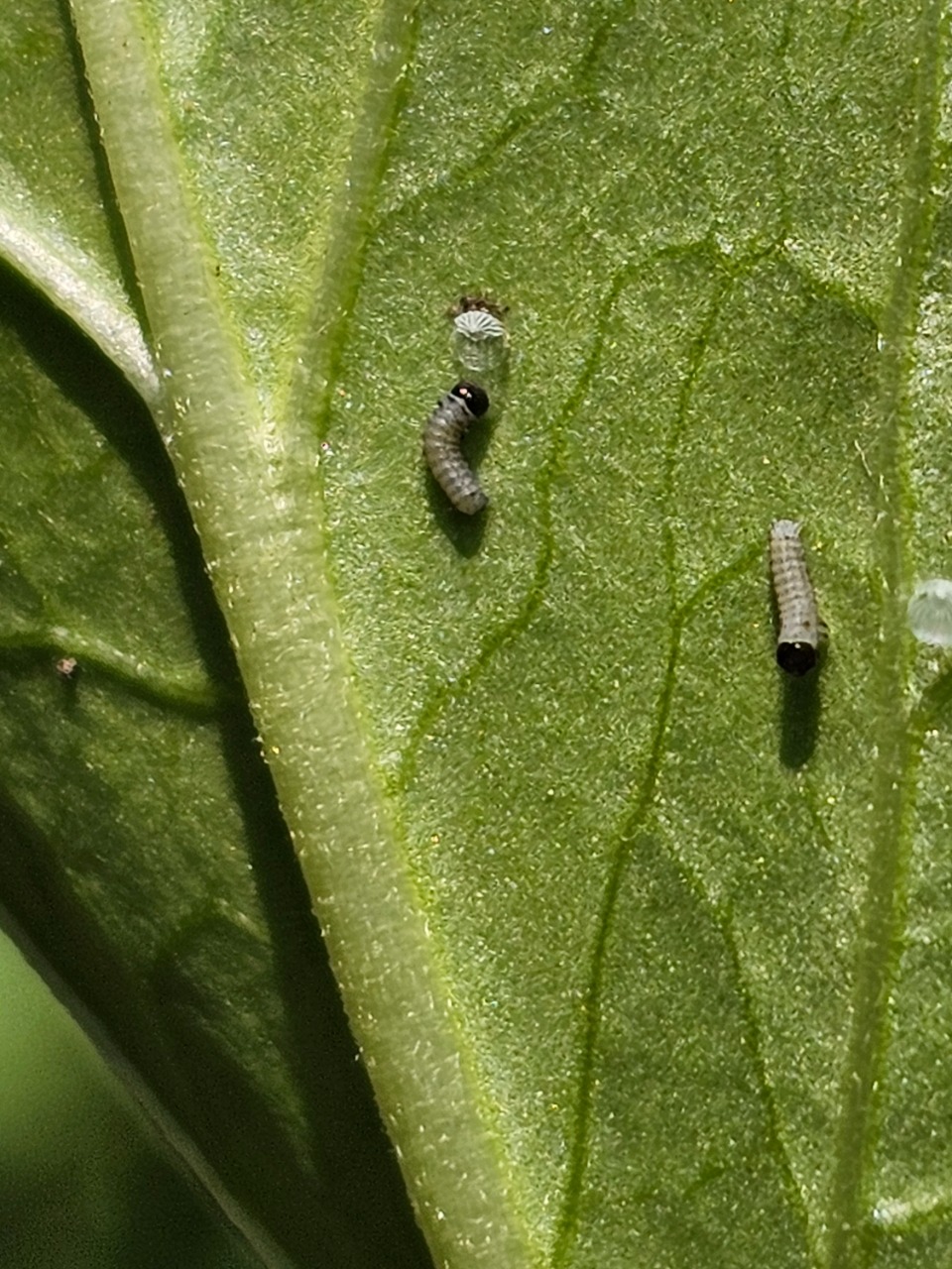 Two monarch caterpillars, one next to an egg shell