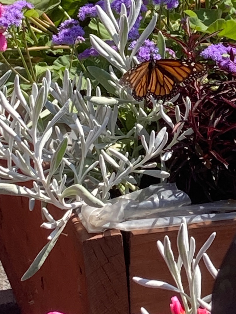 A monarch adult on a flower box