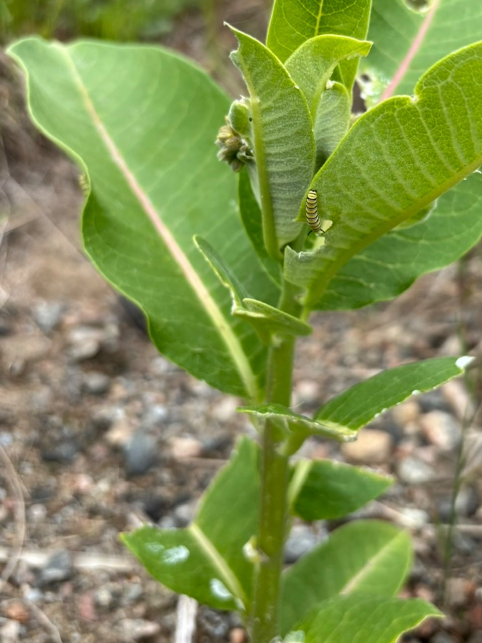 A monarch caterpillar on milkweed