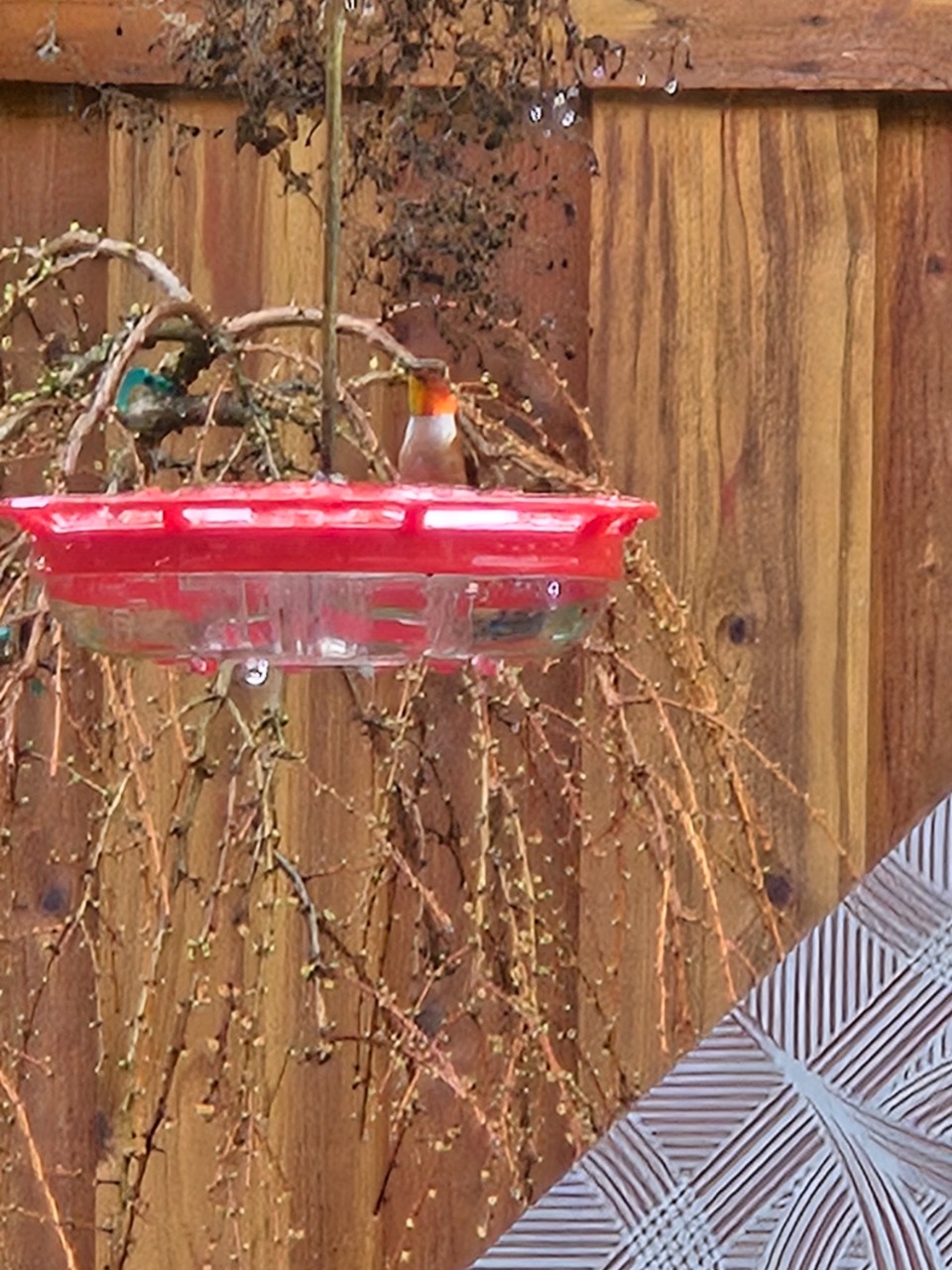 A Rufous Hummingbird visiting a feeder