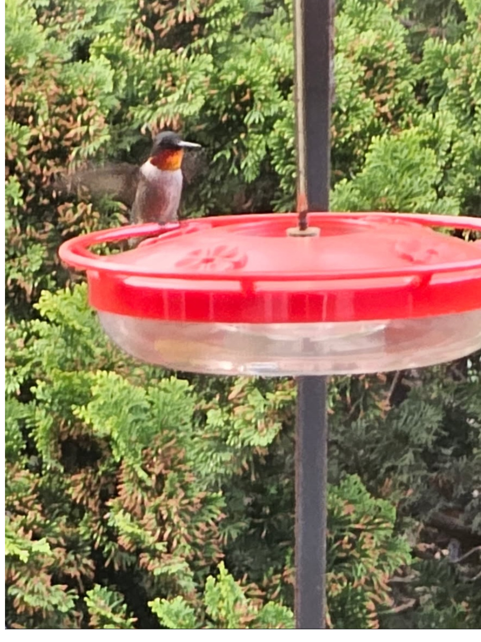 A ruby-throated hummingbird at a feeder