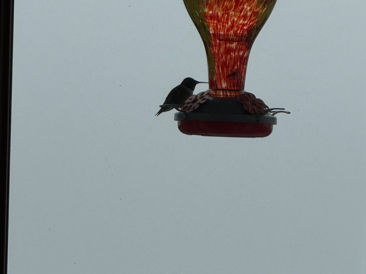 A backlit photo of a hummingbird on a feeder