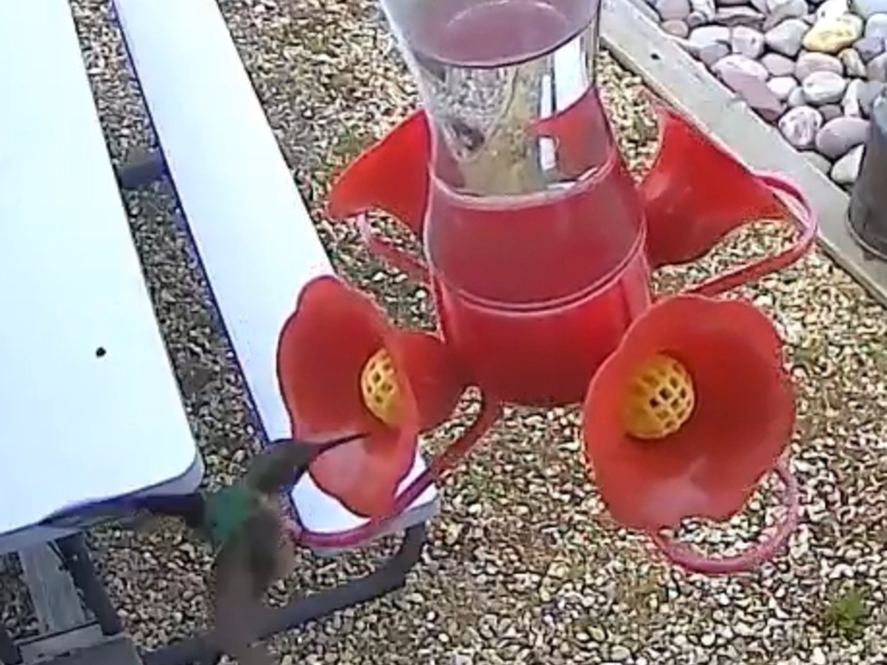 A shot from above showing a hummingbird visiting a red and yellow feeder