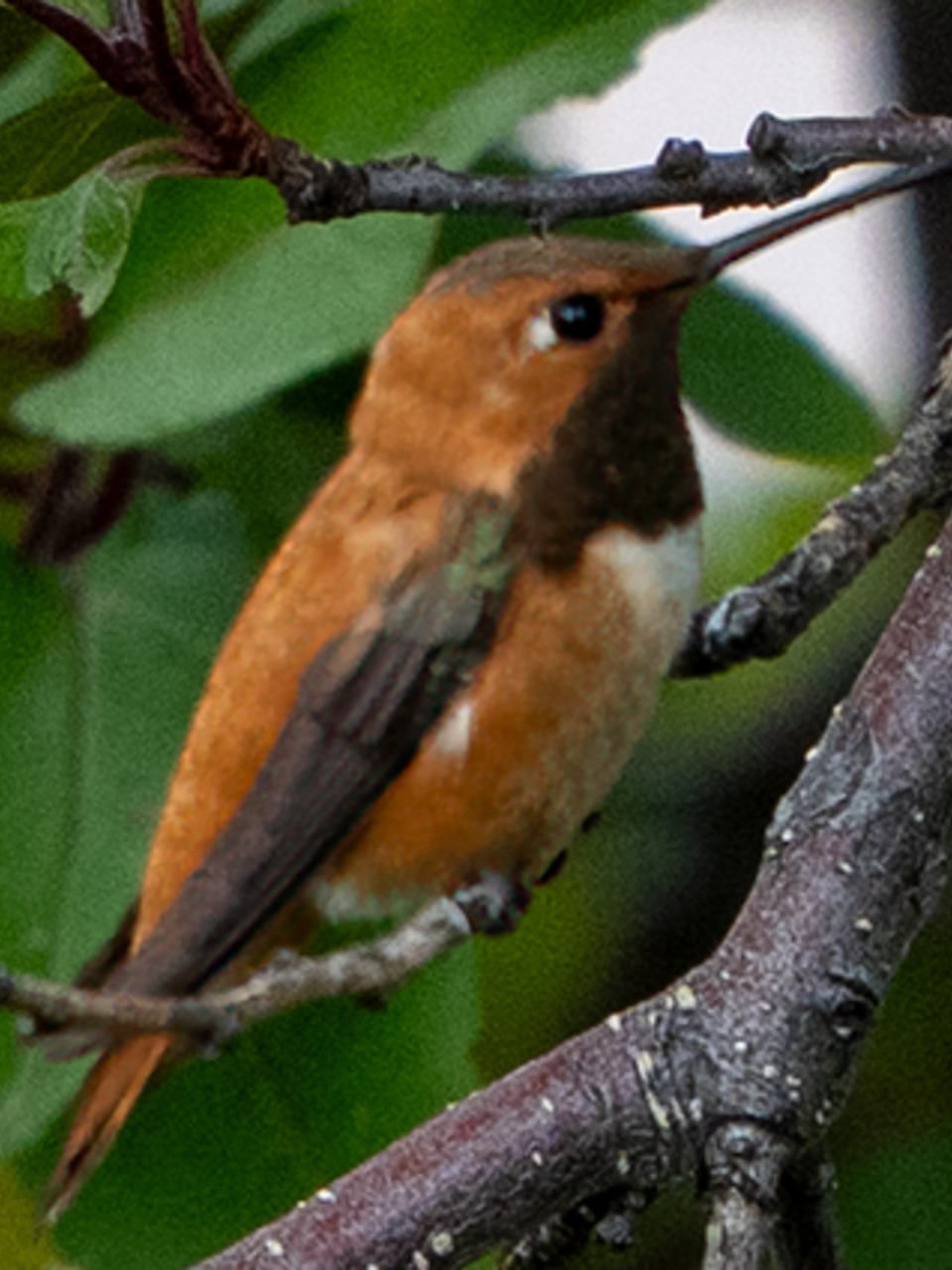 A Rufous Hummingbird in a tree