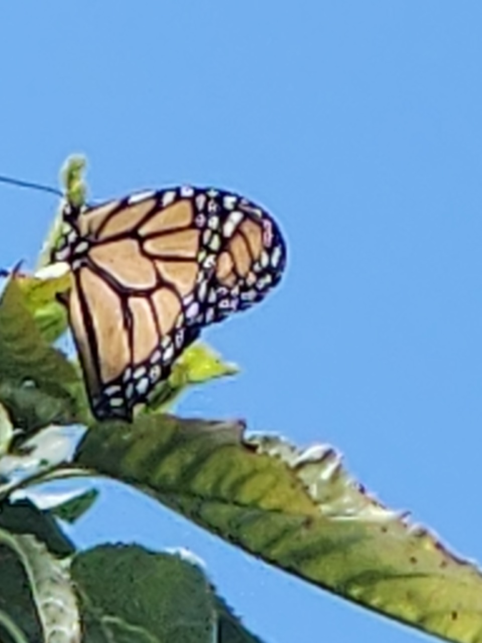 A monarch butterfly in a cherry tree