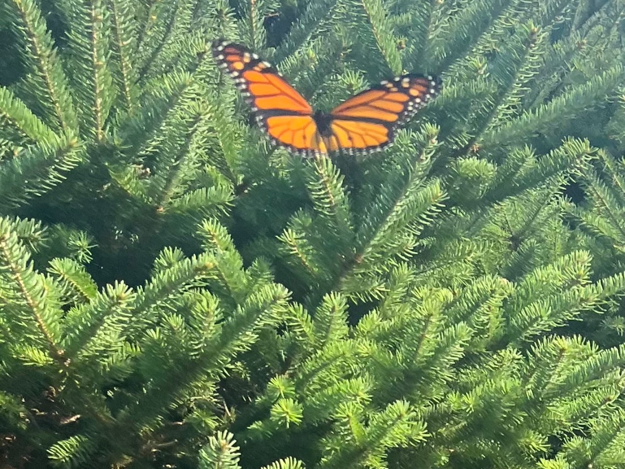 A monarch butterfly on an evergreen tree