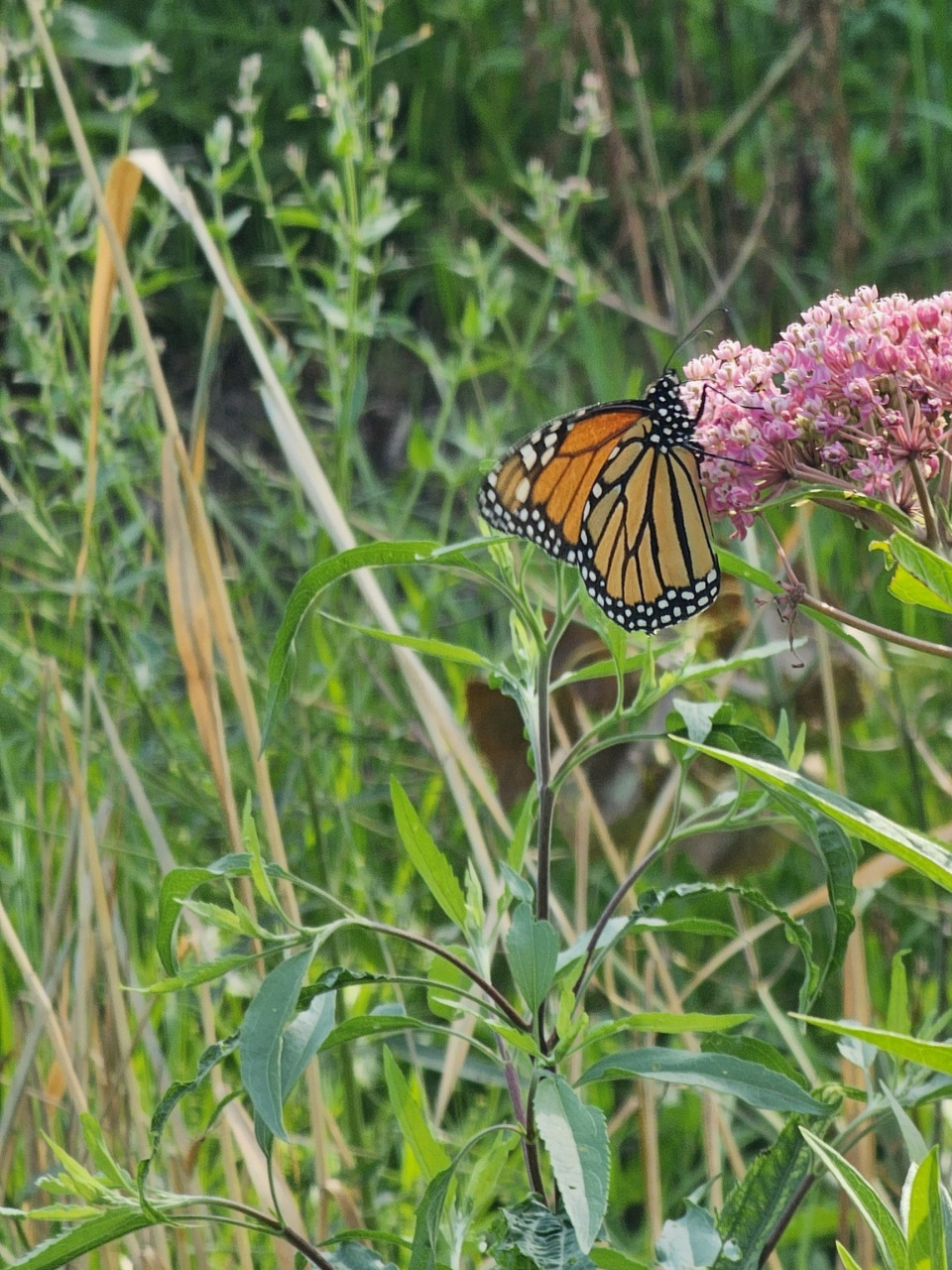 A monarch on milkweed with closed wings and green vegetation around
