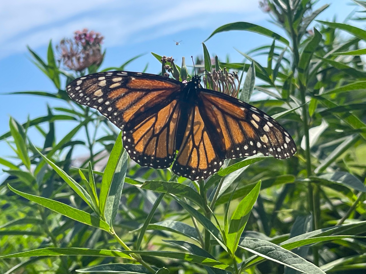 A monarch butterfly with open wings