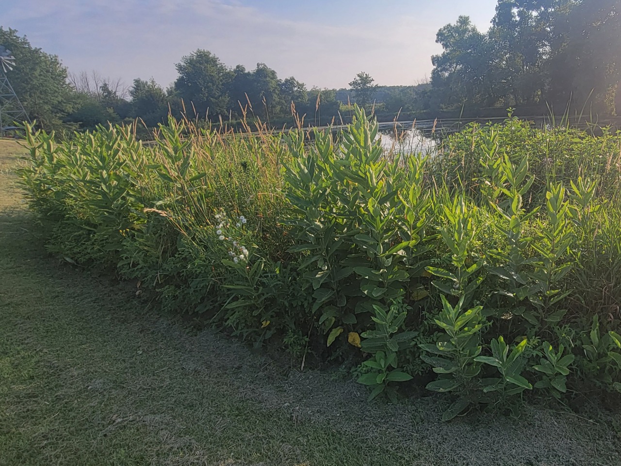 Milkweeds and other plants in front of a pond