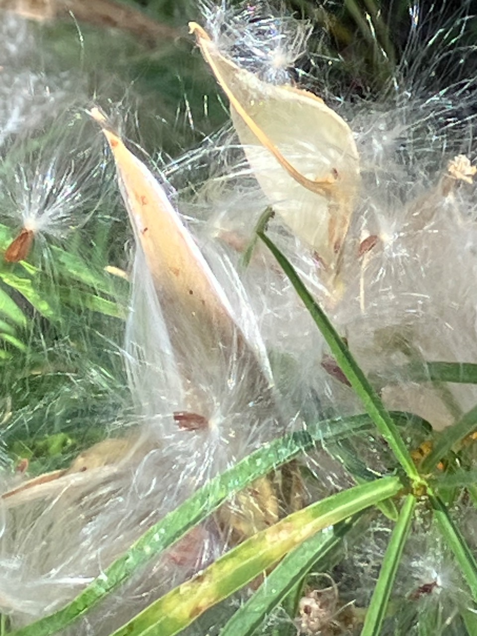 Monarch pods with seeds exposed