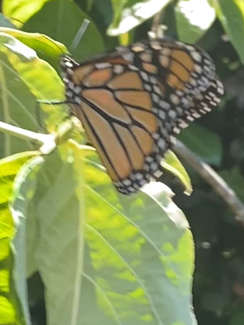 A monarch butterfly with closed wings on a dogwood branch