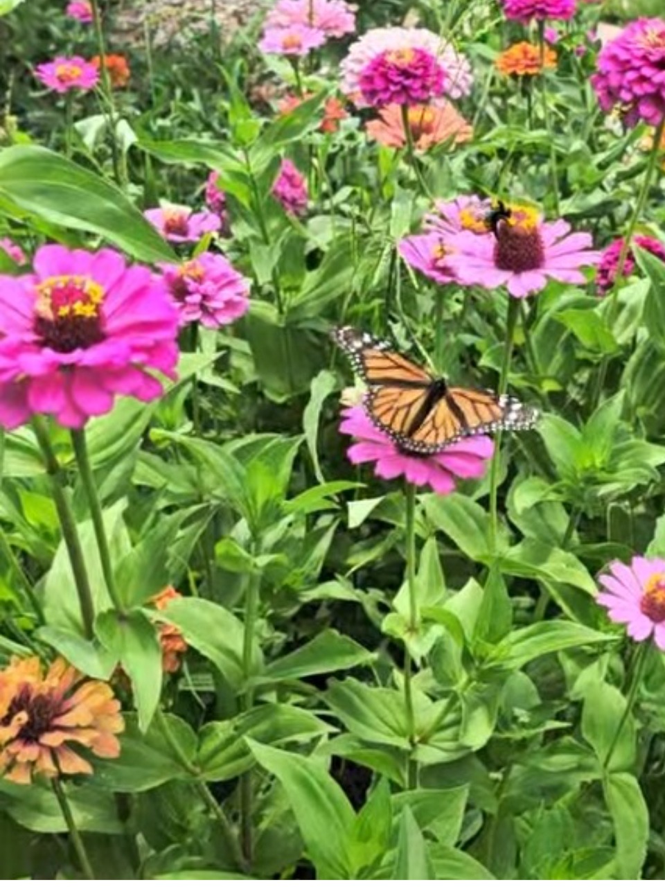 A monarch butterfly on a purple zinnia
