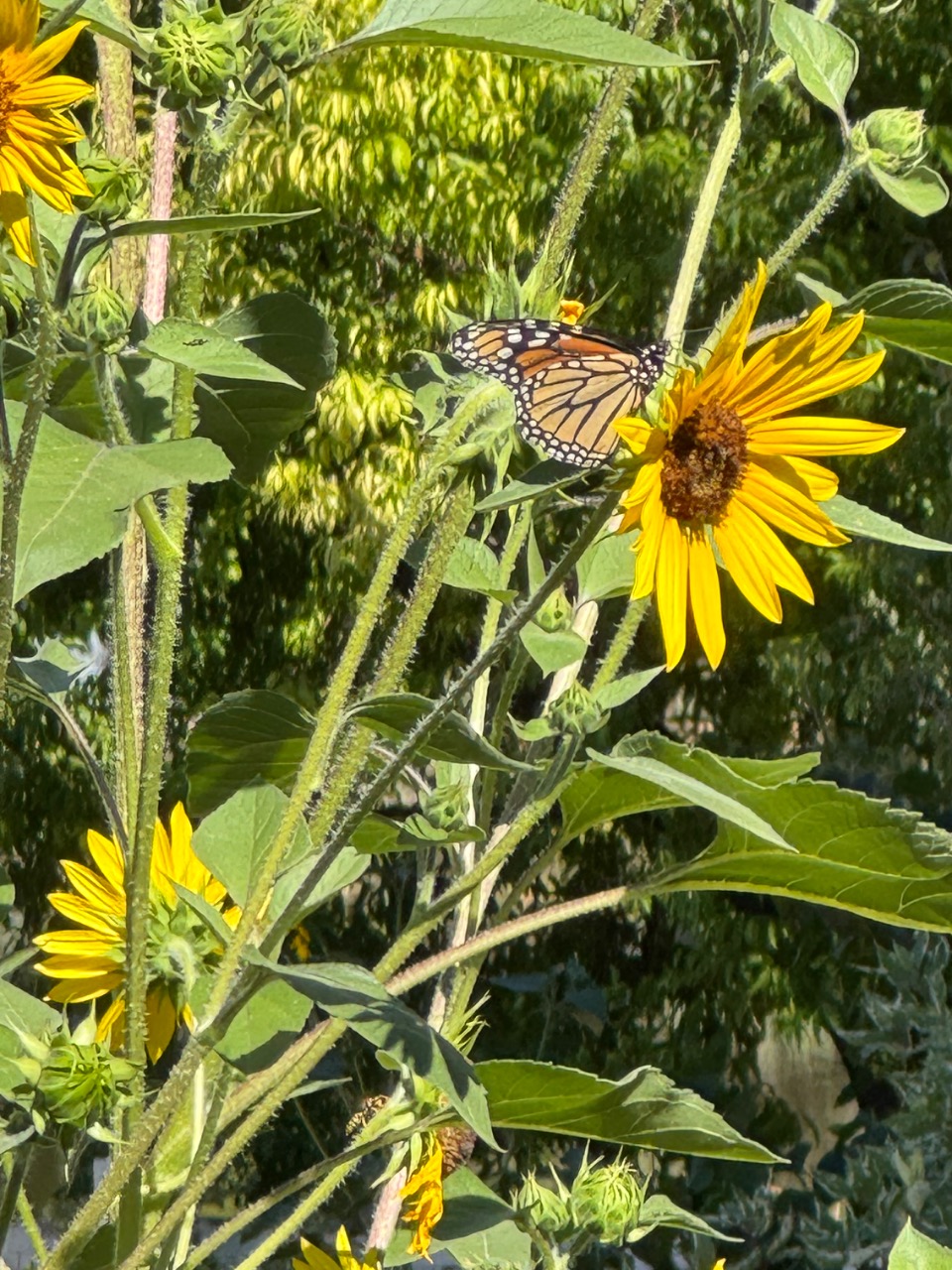 A monarch butterfly on a yellow sunflower