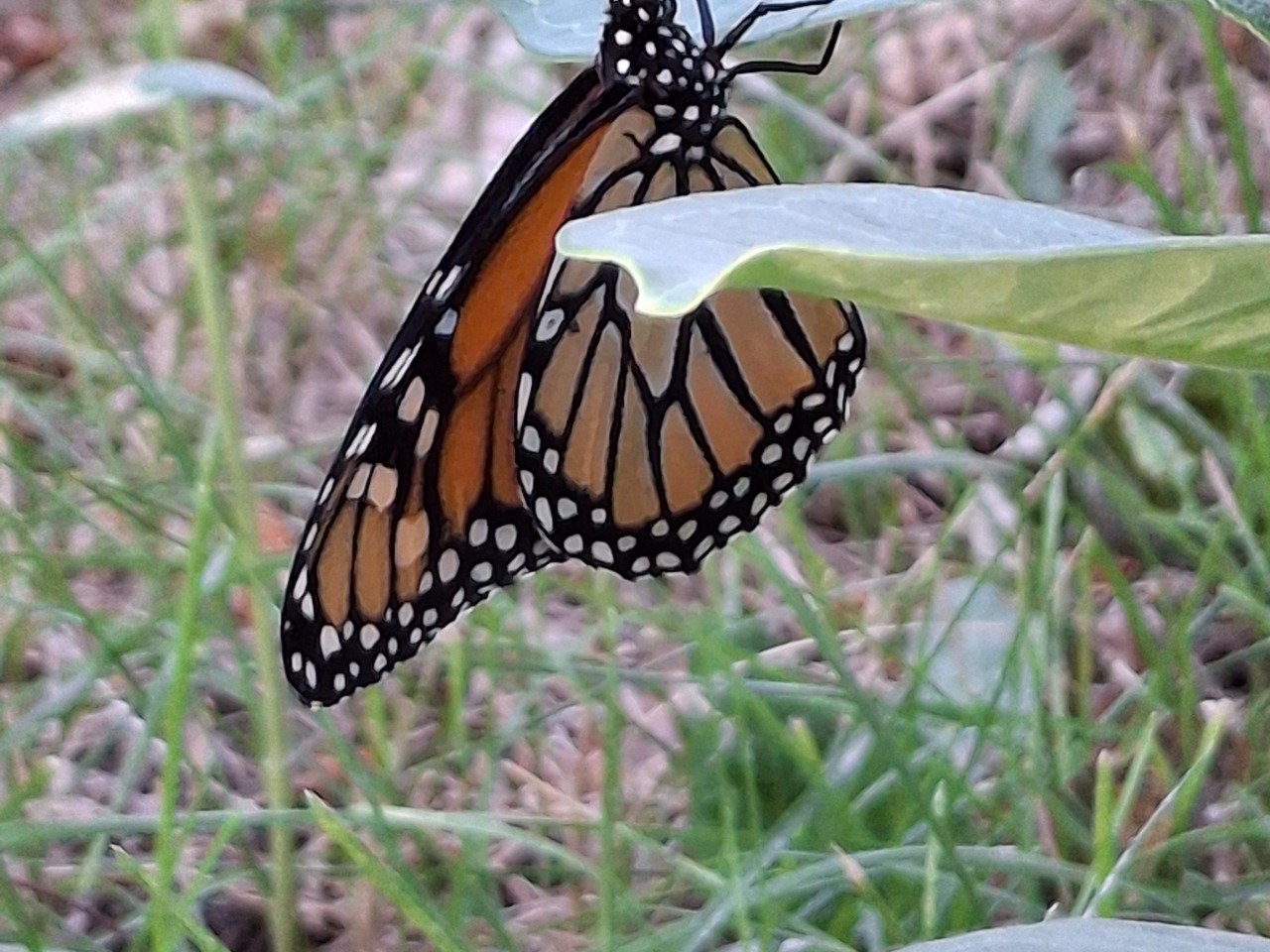 A monarch butterfly hanging upside down