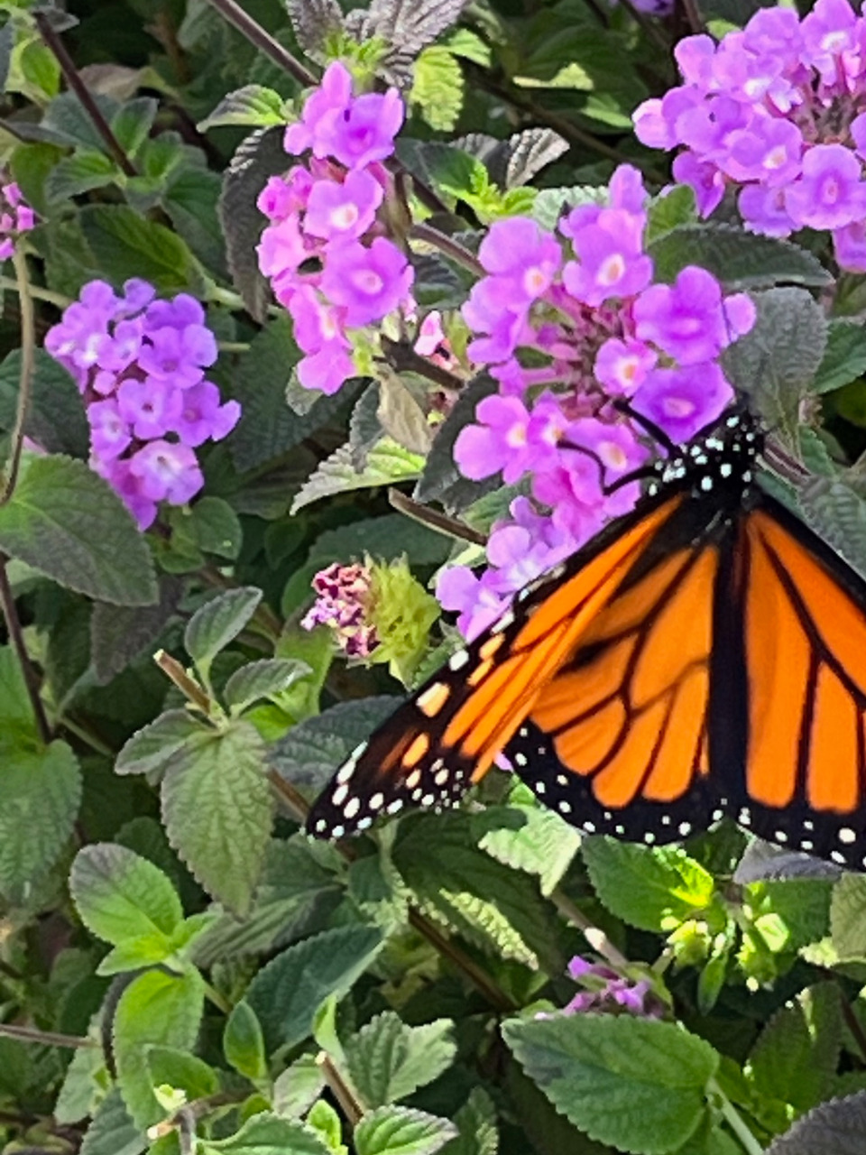 A monarch butterfly with open wings on purple flowers