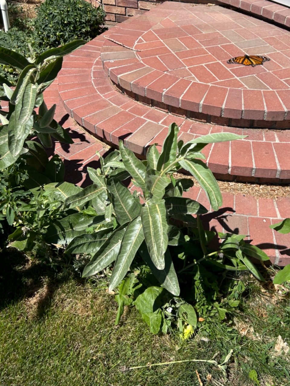 A monarch butterfly in the air next to brick steps and a milkweed plant