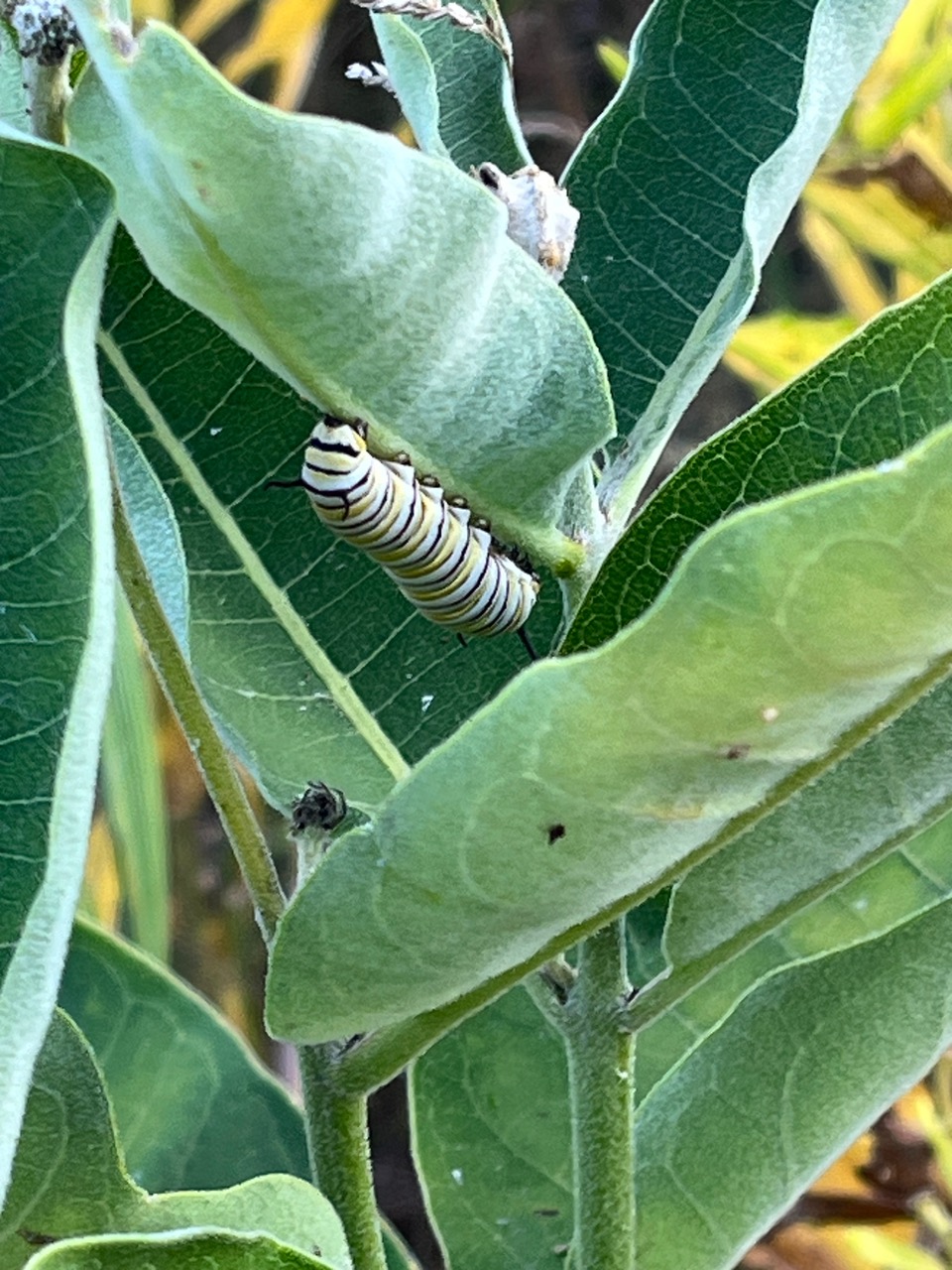A monarch caterpillar on the underside of a leaf