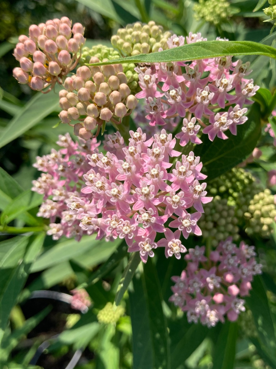 Swamp milkweed blooming